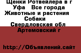 Щенки Ротвейлера в г.Уфа - Все города Животные и растения » Собаки   . Свердловская обл.,Артемовский г.